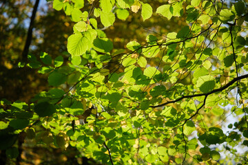 Vibrant close-up of colorful autumn leaves with soft bokeh background, perfect for fall season themes, nature, cozy concepts, backgrounds, and seasonal marketing.