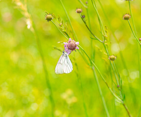 Macro photography of black-veined white butterfly.