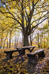 A Beautifully Serene Autumn Picnic Table Placed Perfectly in a Tranquil Forest Setting