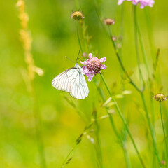 Macro photography of black-veined white butterfly.