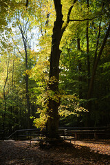 Park bench under autumn tree.
