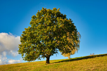 Lonely Tree Under Blue Sky in Nature Landscape for Tranquil and Serene Outdoor Environment.