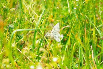 Macro photography of black-veined white butterfly.