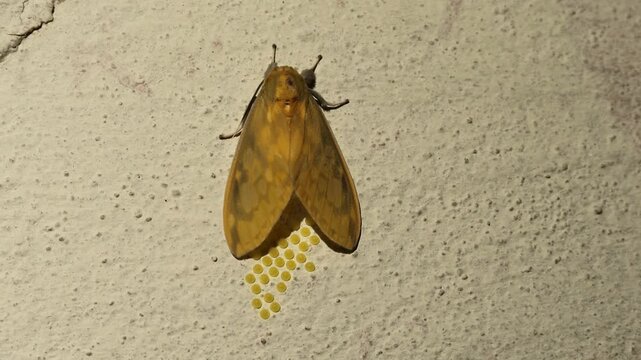 Polilla de alas amarillas (Pareuchaetes insulata) desovando.	