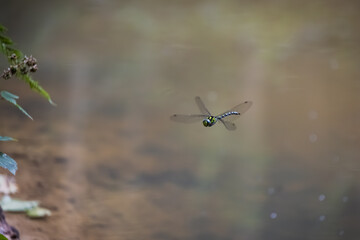 Eine Libelle im Schwebeflug über einem Sumpf