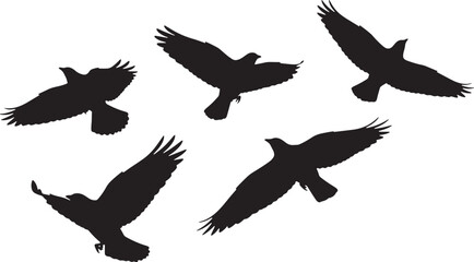 Obraz premium Five black silhouettes of eagles in flight isolated on white background isolated on transparent background
