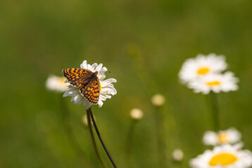 Macro photography of Glanville fritillary butterfly.