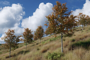 Obraz premium Gently Sloping Grassy Hill with Young Trees Under a Partly Cloudy Blue Sky Autumnal Colors fall