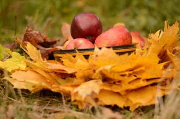 Organic apples in basket in summer grass.