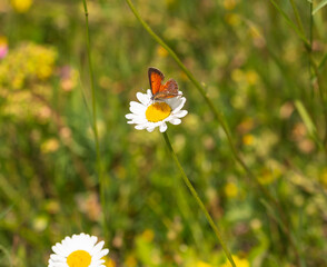 Macro photography of large copper butterfly.