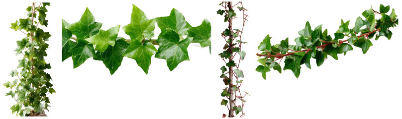 Fresh green ivy leaves and stems with textured surfaces, vibrant colors, and intricate details on black background showcasing natural plant growth and lush foliage isolated transparent png