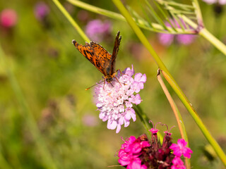 Macro photography of Glanville fritillary butterfly.