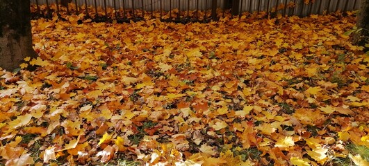 autumn leaves background