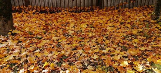 autumn leaves on the ground