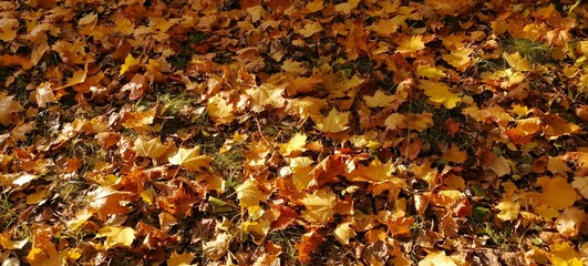 autumn leaves on the ground