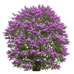 Fototapeta premium Purple Flower Bush isolated on white transparent background, PNG 