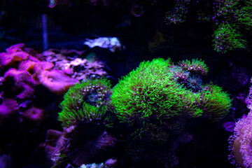 Coral reef aquarium tank photo