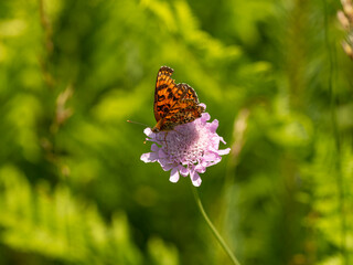 Macro photography of Glanville fritillary butterfly.