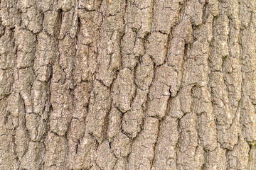 Fototapeta premium tło z kory starego popękanego drzewa