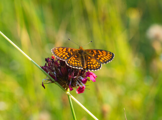 Macro photography of Glanville fritillary butterfly.