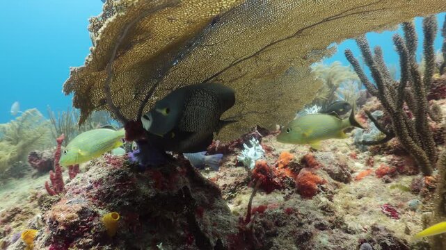 Pez angel o cachama negra (pomacanthus paru) refugi&aacute;ndose bajo un coral abanico (gorgonia ventalina)