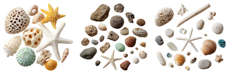 Vibrant collection of seashells and starfish featuring diverse shapes, textures, and soft colors on black background isolated transparent png