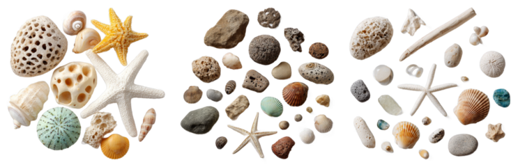 Vibrant collection of seashells and starfish featuring diverse shapes, textures, and soft colors on black background isolated transparent png