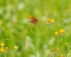 Macro photography of Glanville fritillary butterfly.