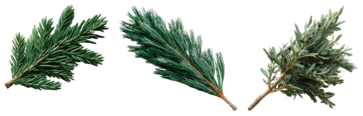 Elegant green foliage of mediterranean cedar and cypress branches against a black background showcasing rich textures and vibrant natural colors isolated transparent png