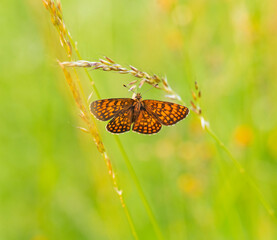Macro photography of Glanville fritillary butterfly.