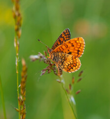 Macro photography of Glanville fritillary butterfly.