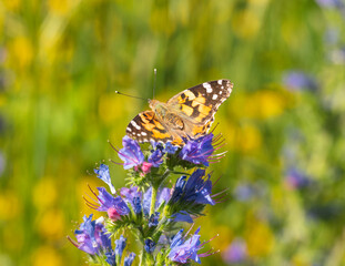 Macro photography of cynthia butterfly.