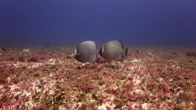 Pareja de peces angeles (pomacanthus arcuatus) comiendo algas en el arrecife.