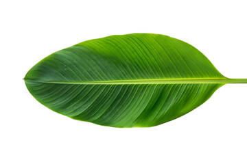 Obraz premium Vibrant green banana leaf with detailed veins on a black background