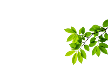 green leaves isolated on white