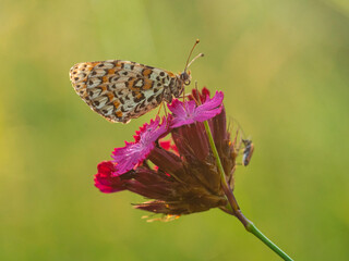 Macro photography of spotted fritillary butterfly.