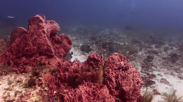 Escuela o cardumen de peces angeles (pomacanthus arcuatus) y buzos observando
