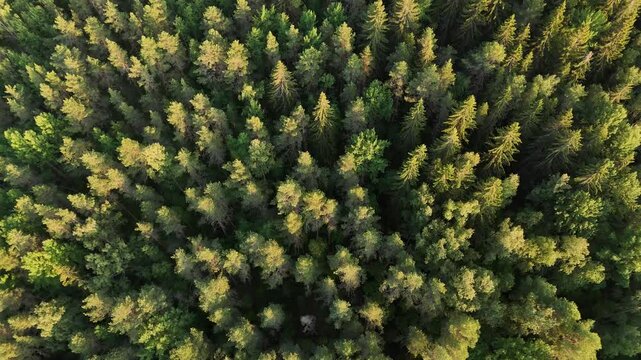Sunset Glow on Finnish Forest Trees - Serene Nature Scene with Last Sun Rays
