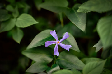 Purple flower blooms amidst green foliage in a garden during late spring