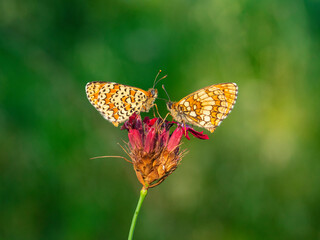 Macro photography of spotted fritillary butterfly.
