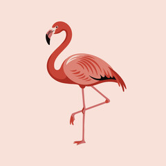 Flamingo vector illustration, Pink flamingo on white background