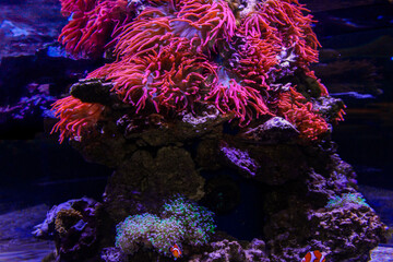 Coral reef aquarium tank photo