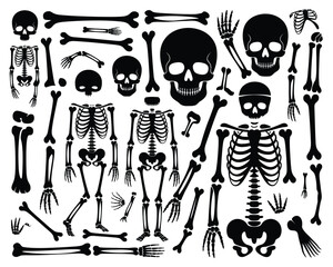 Black Silhouette Skeleton Illustration &ndash; Skulls, Ribcage, Pelvis, Limb Bones, and Vertebrae in Artistic Medical Layout on White
