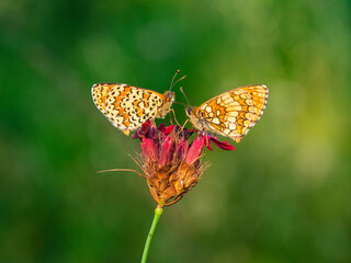 Macro photography of spotted fritillary butterfly.