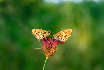 Macro photography of spotted fritillary butterfly.