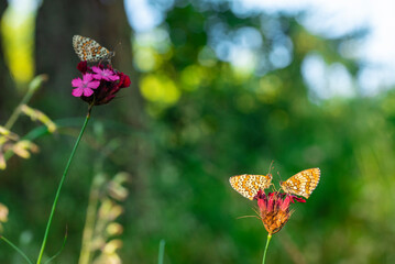 Macro photography of spotted fritillary butterfly.