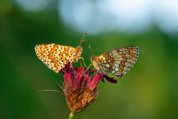 Macro photography of spotted fritillary butterfly.
