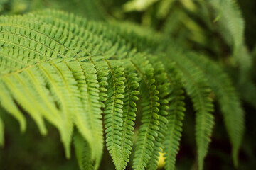 Vibrant green fern leaves exhibiting intricate patterns in a lush forest setting