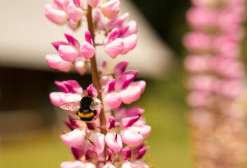 Bumblebee pollinates vibrant pink flowers in a natural setting during the daytime