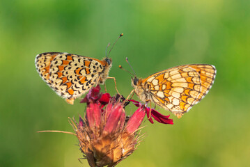 Macro photography of spotted fritillary butterfly.